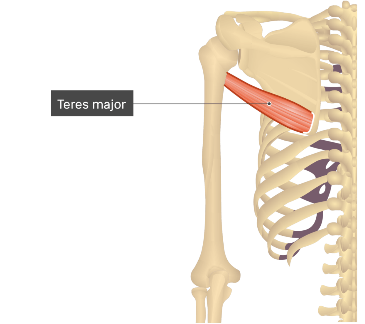 <p>O: Lateral Boarder of Scapula</p><p>I: (Posterior) Bicipital Groove</p><p>A: Shoulder extension, adduction, internal rotation</p>