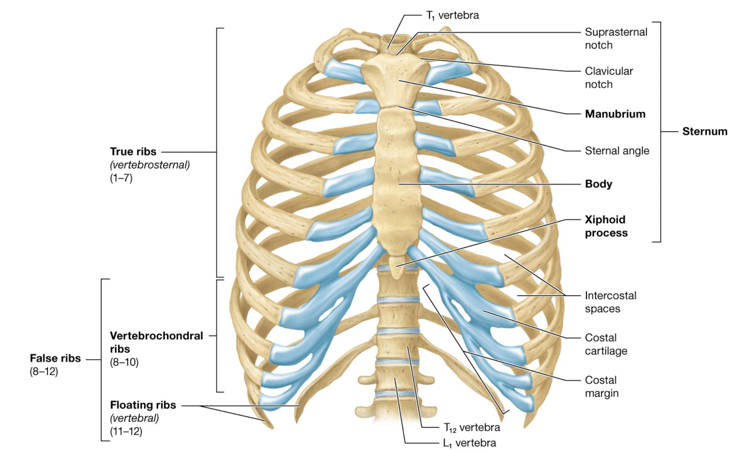 <p><strong>Sternal Angle</strong> is the attachment site for the second set of ribs</p>