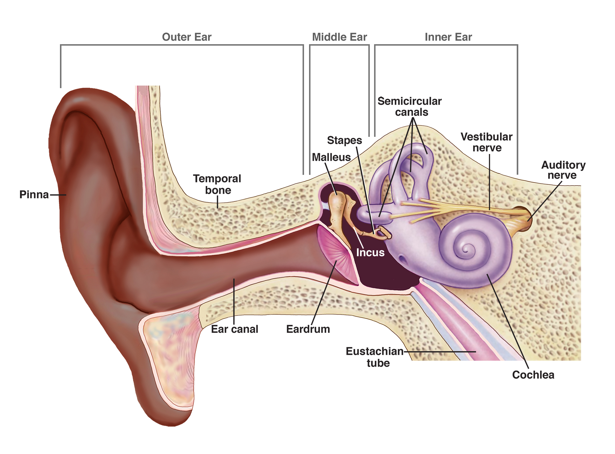 <ol><li><p>Sound (moving particles in air) enters the outer ear into the canal</p></li><li><p>Vibrates the tympanic membrane</p></li><li><p>transmits vibration to the middle ear: Malleus, Incus, Stapes</p></li><li><p>transmits vibration to the oval window of the cochlea</p></li><li><p>pressure waves move through cochlea fluid</p></li><li><p>fluid movement bends the hair cells in the organ of Corti</p></li><li><p>Depending on the direction of the hair, the bending causes ion channels to open and close and release or release less of neurotransmitters</p></li><li><p>generates an action potential to the auditory nerve to the CNS</p></li><li><p>goes through thalamus</p></li><li><p>goes to auditory cortex in temporal lobe</p></li></ol><p></p>