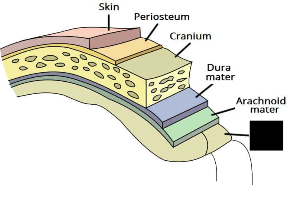 <p><span>The innermost membrane of the meninges, and is closely attached to the spinal cord as a thin membrane. It continues inferiorly to produce the </span><strong>filum terminale</strong><span>. It also extends laterally to the dura mater at points along the spine to produce the </span><strong>dentate ligaments, </strong><span>which work to anchor the cord in place. </span></p>