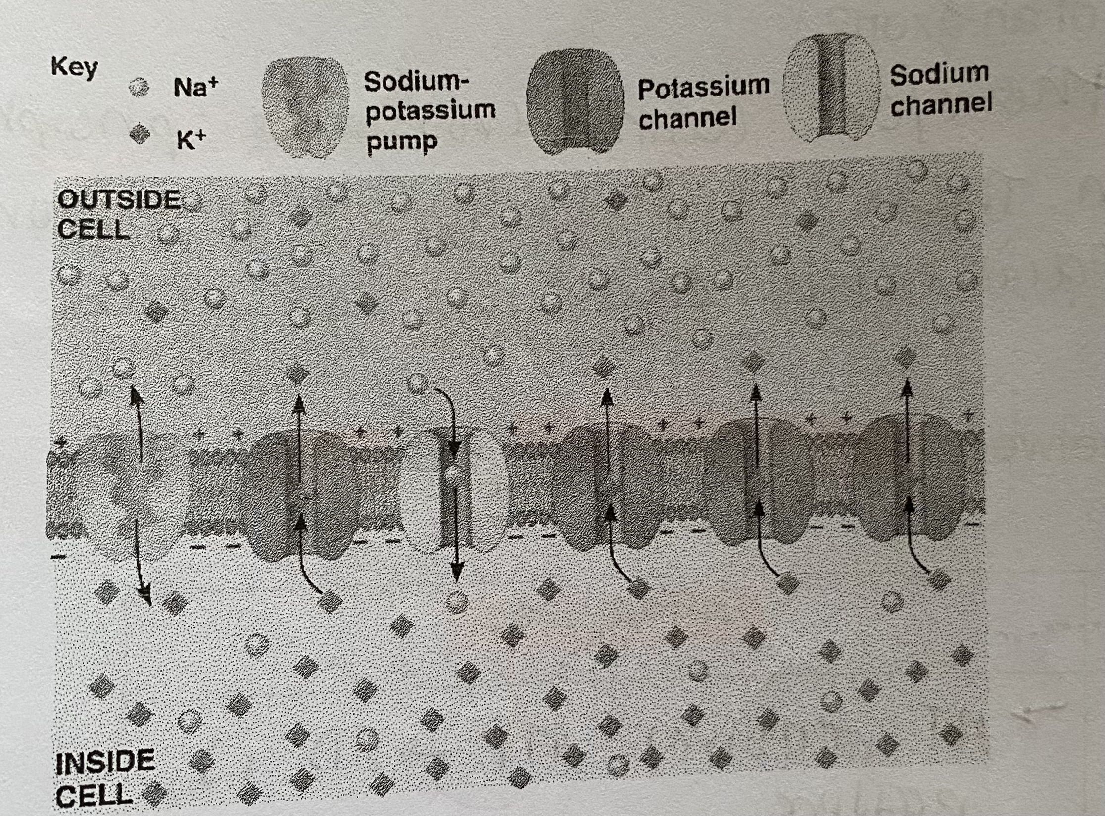 <ul><li><p>Active transport of <strong>3 Na+</strong> <strong>out </strong>of the axon and <strong>2K+ into </strong>the axon by <strong>sodium-potassium pumps</strong></p></li><li><p>Resulting in <strong>more K+ inside</strong> the axon than out (and more Na+ outside than in)</p></li><li><p>The <strong>membrane is more permeable to K+</strong> ions that Na+ ins</p></li><li><p><strong>K+ ions</strong> therefore <strong>diffuse back out faster</strong> than Na+ ions diffuse back in</p></li><li><p>Leading to a <strong>pd of -65mV</strong> <strong>inside </strong>compared to out</p></li><li><p><strong>Membrane </strong>is said to be <strong>polarised </strong></p></li></ul><p></p>
