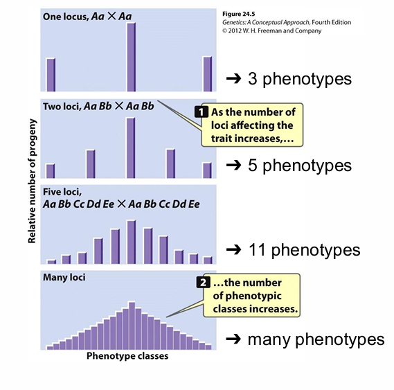 <p>How does increasing the number of loci affect the number of phenotypes in a complex trait?</p>
