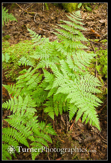 <p><span style="font-family: "Open Sans"; font-size: large;"><strong><u>Dryopteris expansa - Spiny Wood fern</u></strong></span></p>