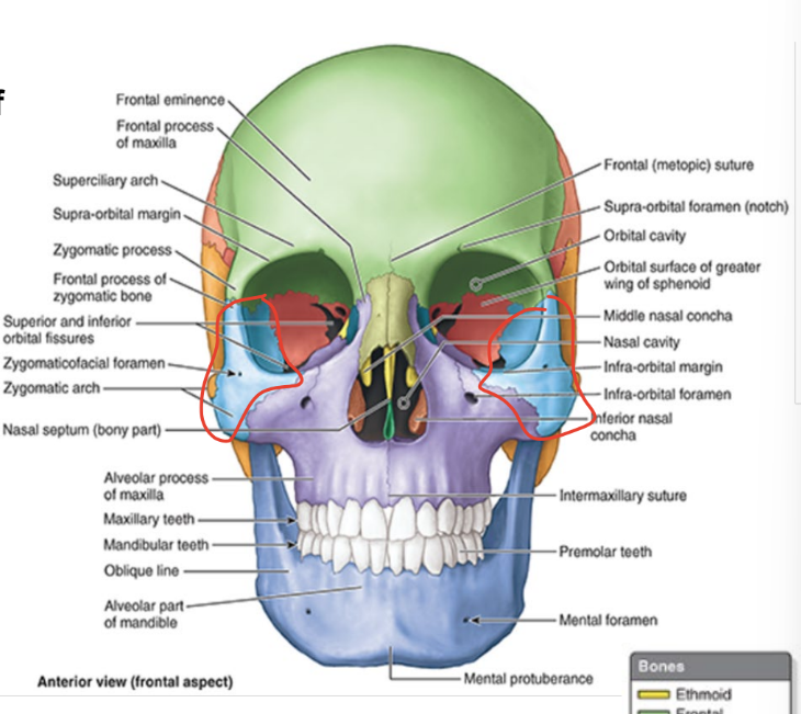 <ul><li><p>= cheek bones, malar bones</p></li><li><p>forms prominences of cheeks</p></li><li><p>lies on inferolateral sides of orbits</p></li><li><p>rest on maxillae</p></li></ul><p></p>
