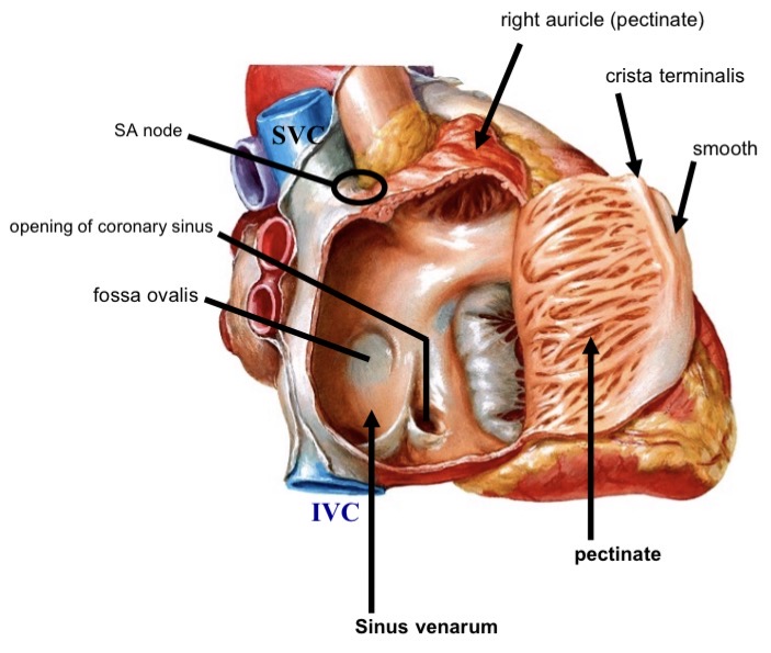 <ul><li><p>Sinus venarum (smooth posterior) </p></li><li><p>Pectinate muscle (anterior)</p></li><li><p>Crista terminalis </p></li><li><p>SVC</p></li><li><p>IVC</p></li><li><p>Coronary sinus </p></li><li><p>Fossa ovalis </p></li><li><p>SA node </p></li><li><p>AV node</p></li></ul><p></p>
