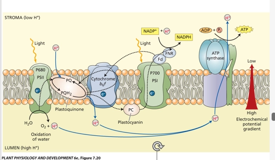 <ul><li><p>PSII, H2O => O2 + H+ for the gradient, and the initial kick of energy to the electron for reducing NADP+</p></li><li><p>e transport chain, H+ pumped for the gradient </p></li><li><p>PSI, NADP+ => NADPH from PSII’s electron</p></li><li><p></p></li></ul><p></p>