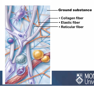 <ul><li><p>Collagen fibres</p></li><li><p>Elastic fibres</p></li><li><p>Reticular fibres </p></li></ul><p></p>