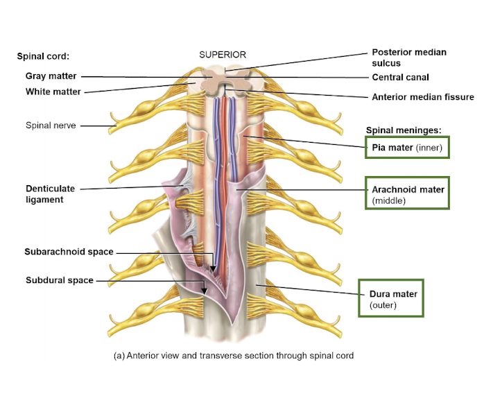 <p><strong>Meninges</strong></p>