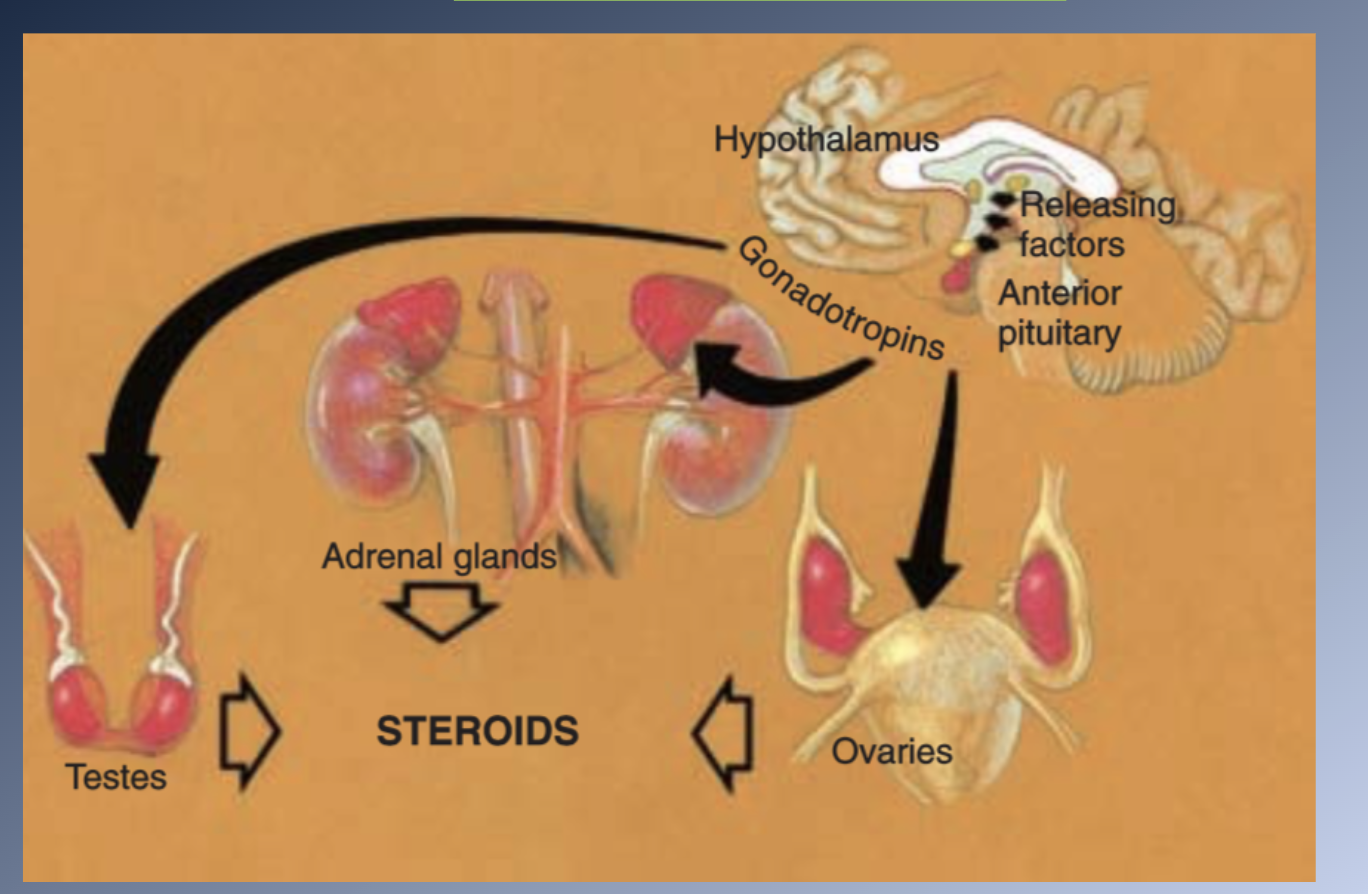 <p><span>BRAIN influenced by internal clock and external stimuli→ </span></p><p><span>HYPOTHALAMUS secretes RELEASING FACTORS→ </span></p><p><span>Carried to the PITUITARY GLAND by the pituitary portal system→ </span></p><p><span>ANTERIOR PITUITARY produces PITUITARY GONADOTROPINS→</span><br><span>Stimulate endocrine cells in the ADRENAL GLANDS and SEX ORGANS to produce SEX HORMONES</span></p>
