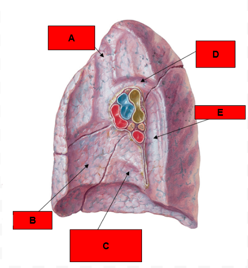 <p>What is indicated by A?</p>