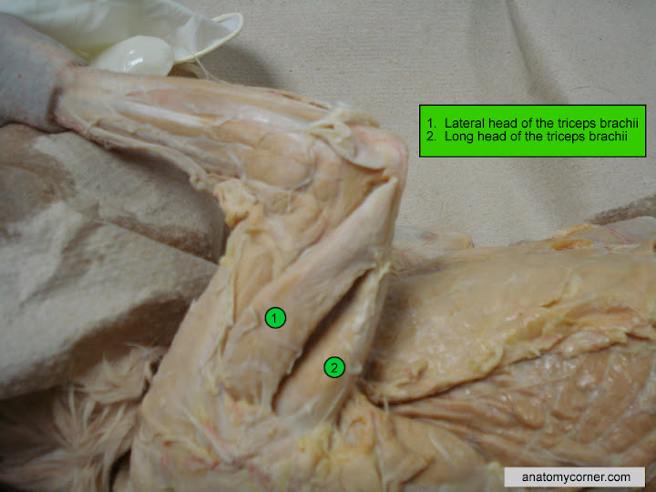 <p>3 headed muscle on the outside part of the proximal forelimb</p>