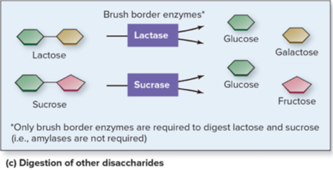 <ul><li><p>Digestion of other disaccharides requires one enzyme each</p></li><li><p>Named for substrate it digests</p><ul><li><p>Example: <strong>lactase</strong> digests lactose into glucose and galactose</p></li><li><p>Reduced amount or lack of lactase = <strong>lactose intolerance</strong></p></li></ul></li></ul><p></p>
