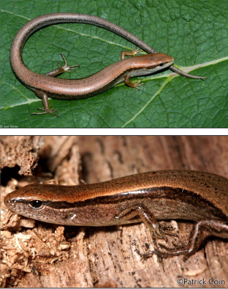 <p>Little Brown Skink, lower eyelid transparent; as with all skinks the dorsal and ventral scales are the same size</p>