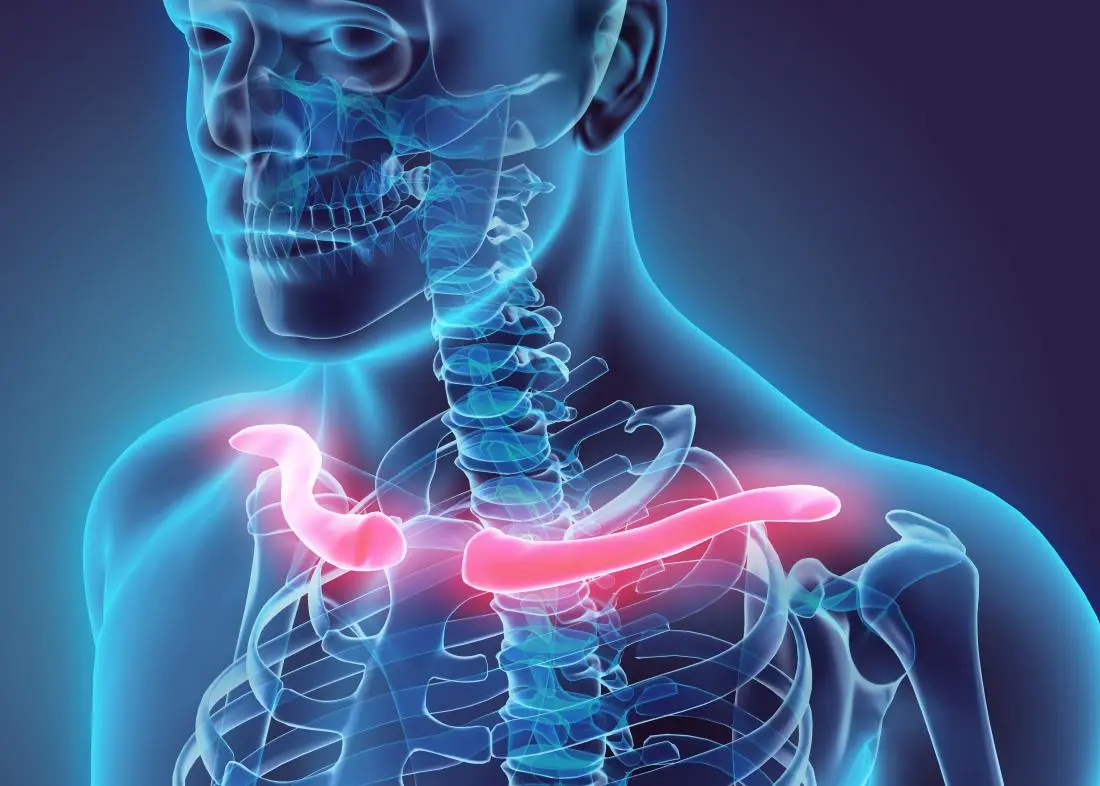 <p>The long bone connecting the shoulder to the chest (clavicle).</p>