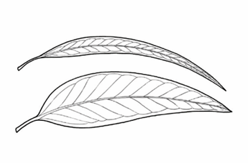 <p>A leaf shape that is curved or sickle-shaped.</p>