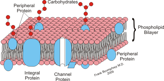 <p>chains extend from the surface of the cell membranes and help in cell identification. (glycolipids (sugar attached to lipids) and glycoprotein(sugary protein) )</p><p></p>