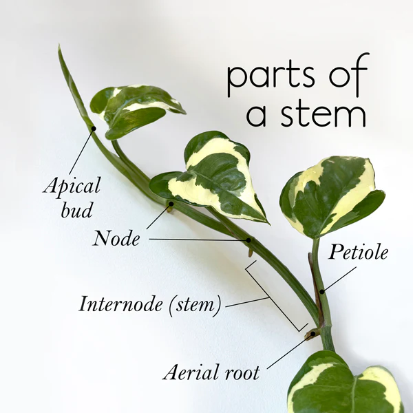 <p>nodes - leaves are attached </p><p>internodes - between nodes</p><p>axiliary buds - intersection of stem + leaves </p><p>terminal (apical) buds - located at the tip of a growing stem</p>