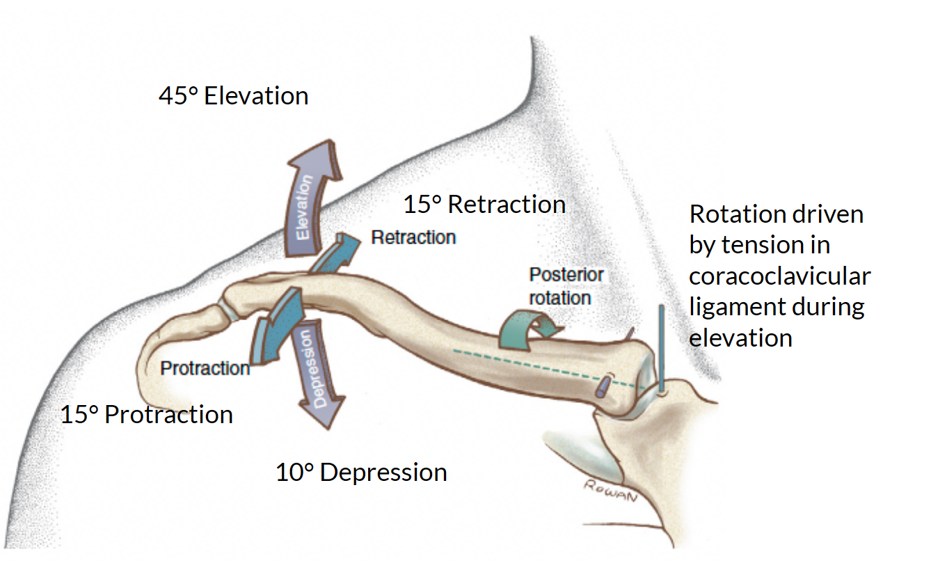 <p>frontal plane: elevation, depression</p><p>transverse plane: protraction, retraction</p><p>sagittal plane: anterior and posterior rotation</p>