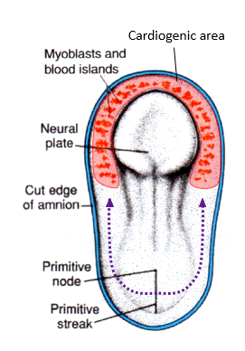 <p>horse-shoe area @ cephalic end where cells induced by endoderm form cardiac myoblasts + blood islands</p><ul><li><p>starts @ gastrulation</p></li><li><p>forms primary + secondary heart fields</p></li></ul><p></p>
