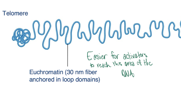 <p>-not tightly coiled</p><p>-less condensed regions of chromosomes that are transcriptionally active </p>
