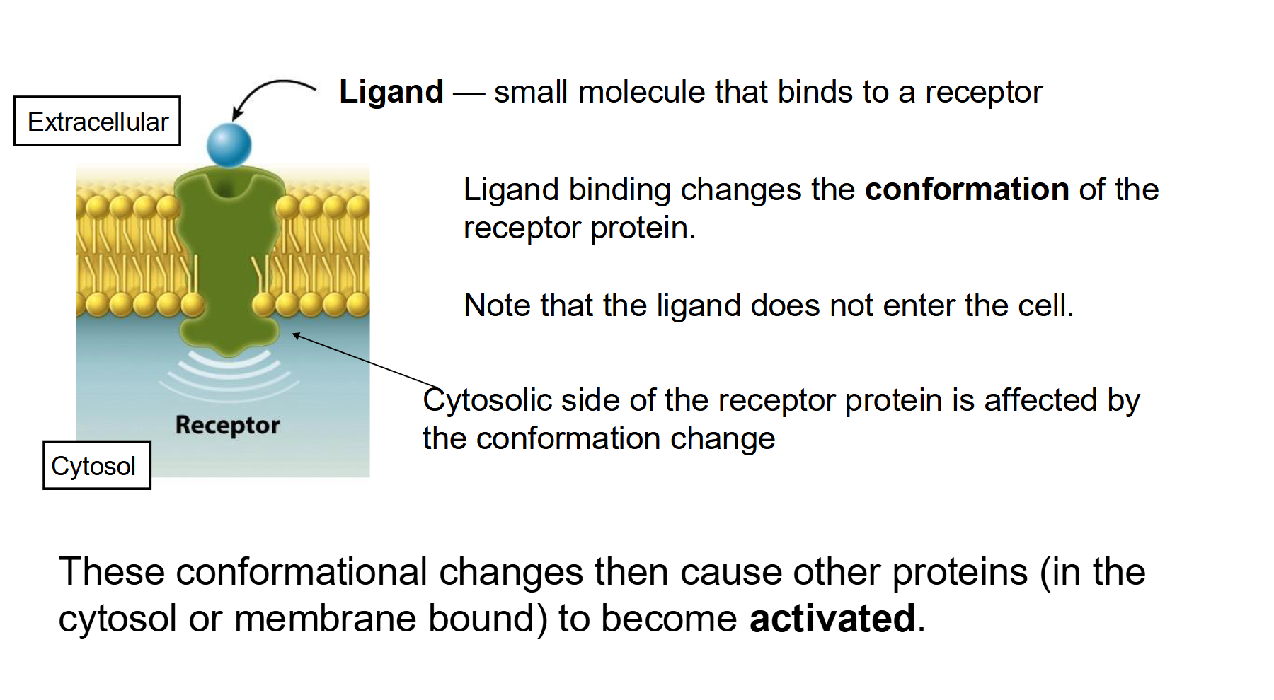 <ul><li><p><span>Membrane proteins play a major role in signal transduction by converting an extracellular signal into intracellular signal(s).</span></p></li><li><p><span>Signal transduction allows cells to rapidly respond to events happening in their environment:</span></p><ul><li><p><span>Grow</span></p></li><li><p><span>Divide</span></p></li><li><p><span>Survive (or not)</span></p></li><li><p><span>Move</span></p></li><li><p><span>Differentiate (i.e., time to change)</span></p></li></ul></li></ul><p></p>