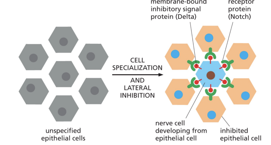 <p>in embryonic development, contact-dependent signaling allows adjacent cells to become more specialized to form different cell types</p>