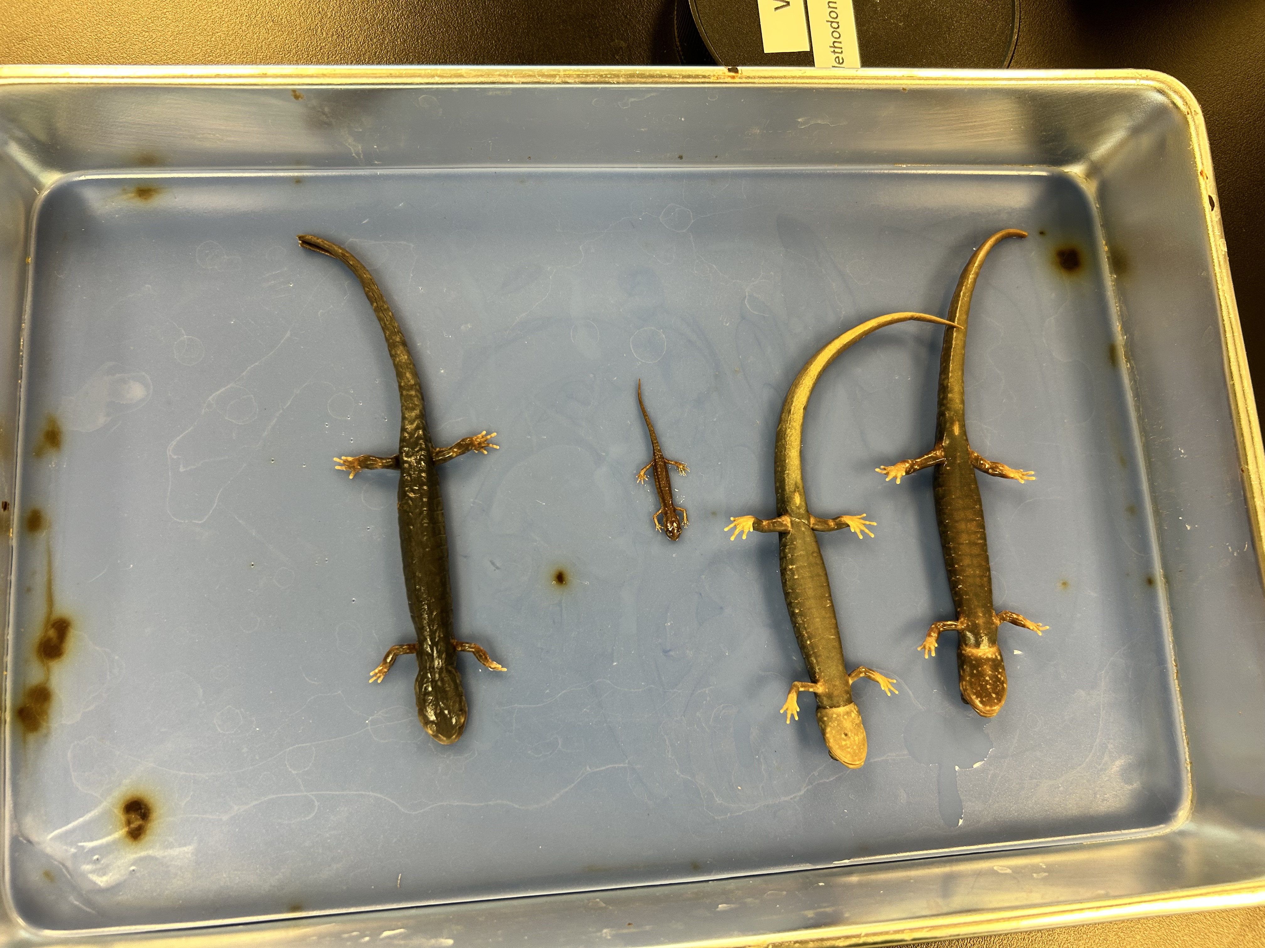 <p>-white spotted slimy sal</p><p>-one of 5 branched off of p.glutinosus complex</p><p>-all are black with white flecks scattered ouver sides</p><p>-terrestrial, no larval</p>