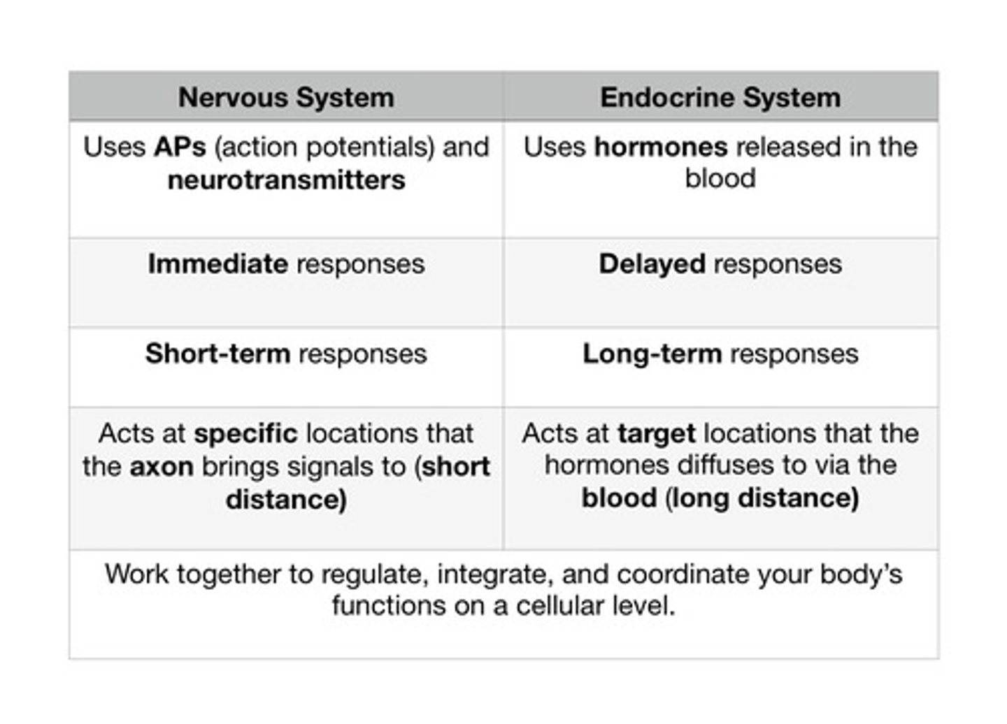 <p>The nervous system is made up of nerves and specialised cells (neurons). It transmits electrical impulses rapidly throughout the body.</p><p>FUNCTION: Produces fast, short-term responses such as reflex actions and muscle movements.</p>