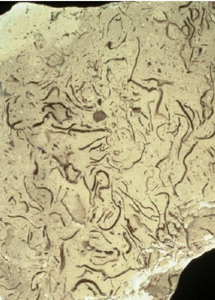 <p>fromed by organisms that act as baffle or slow down water or trap sediment/ autochthonous </p>