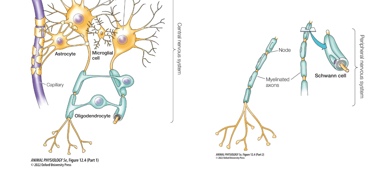 <p>Supportive cells of neurons</p>
