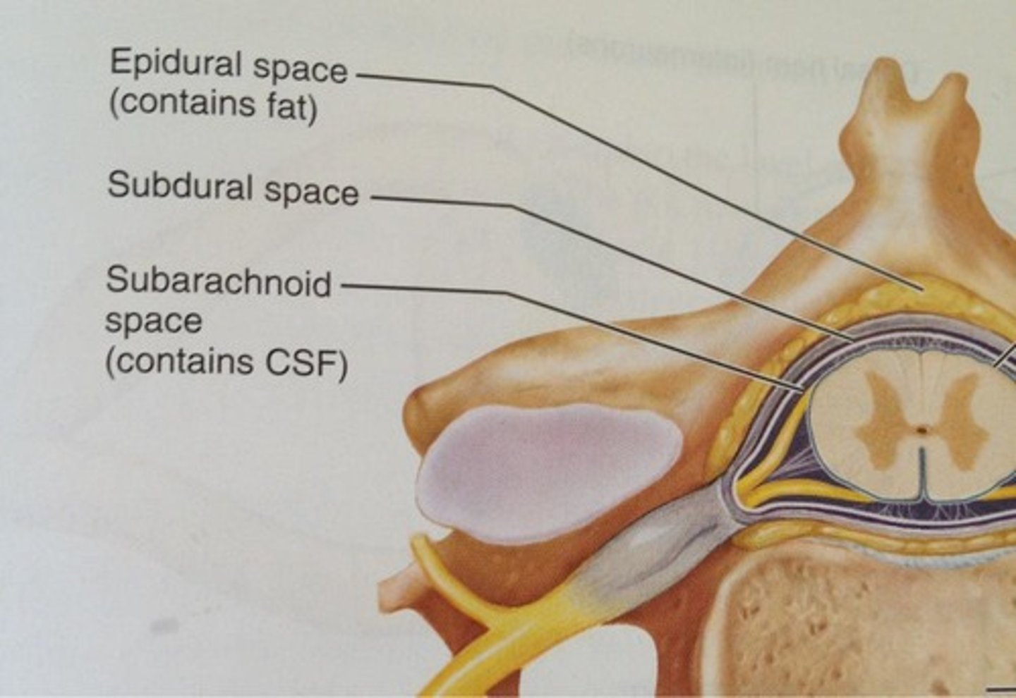 <p>The potential space between the dura mater and the arachnoid mater.</p>