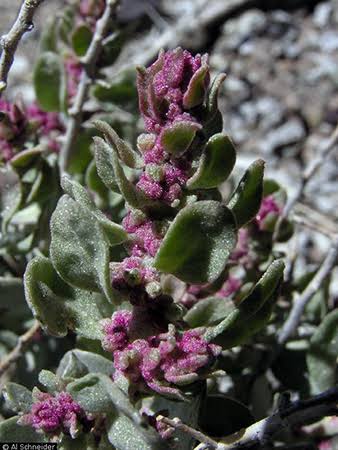 <p><span>Shadscale Saltbush</span></p>