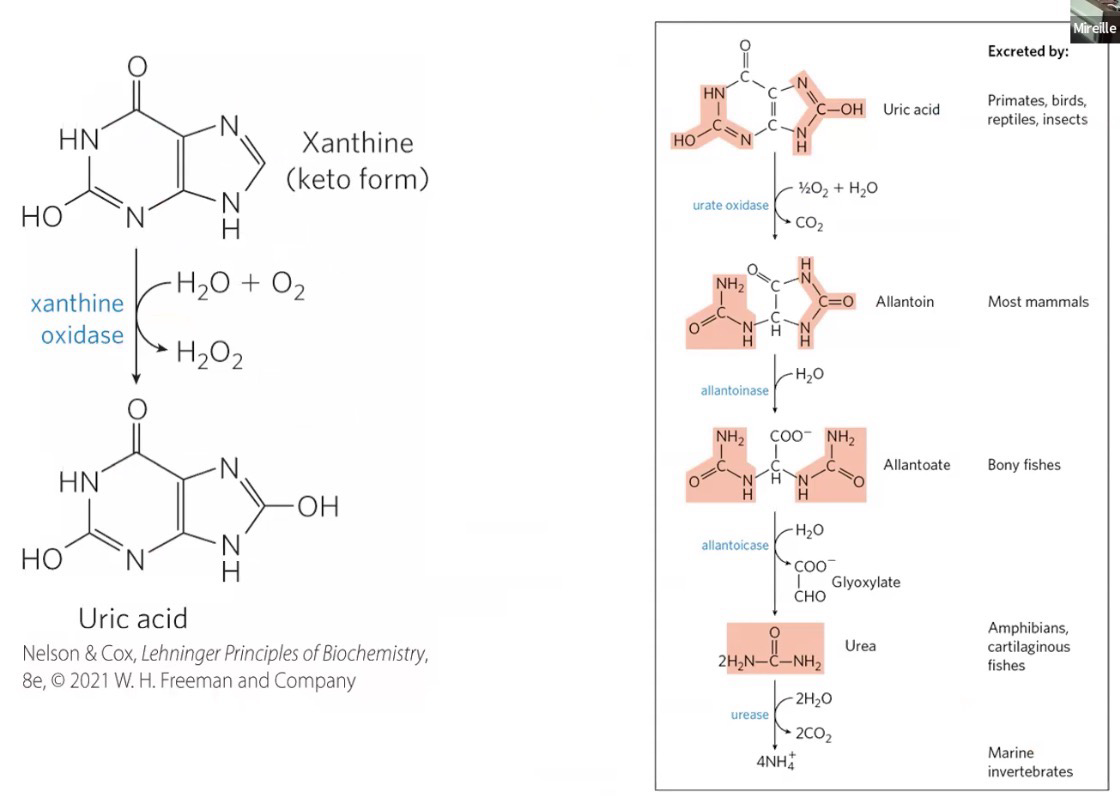 <p>Certain species can directly excrete uric acid (Humans); Others must process it down further</p>