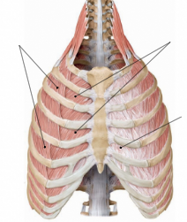 <p>Label the muscles</p>