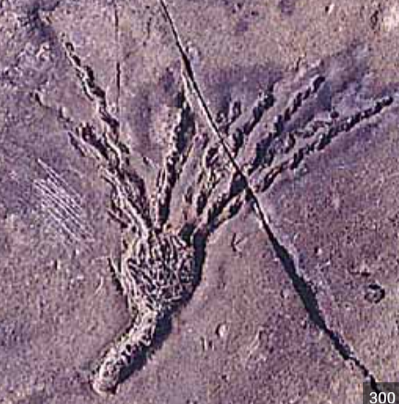 <p>Cambrian - Silurian (541-419 Ma)</p><p>Typically stalked and sessile</p>