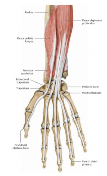 <p>Origin: distal anterior surface of ulna</p>