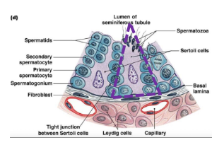 <p>Sertoli cell</p>