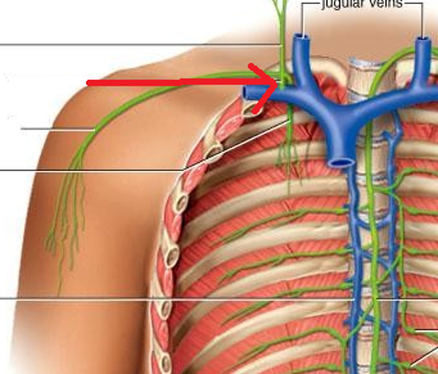 <p>Drains right upper quadrant only</p><p>Right head / neck</p><p>Right thorax</p><p>Right upper limb</p><p>Empties at right venous angle</p>