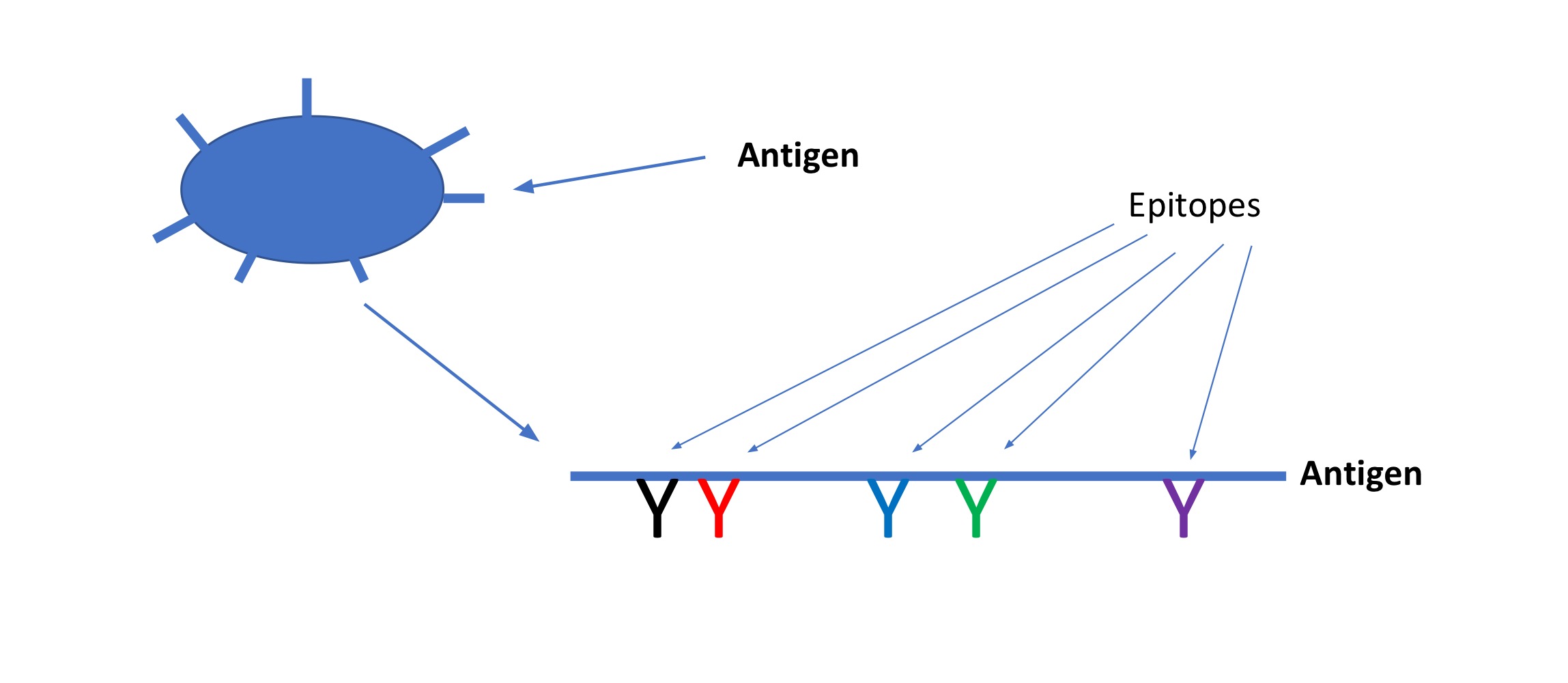 <ul><li><p>Produce + secrete antibodies (or <strong><em>IMMUNOGLOBULINS</em></strong>)</p><ul><li><p>Recognize antigens, more specifically <strong>EPITOPES</strong> (part of an antigen)</p><ul><li><p>(Region of antigen that antibody recognizes- <strong>typically region of 5-26 Amino Acids)</strong></p></li></ul><p></p><ul><li><p><strong>An antigen will typically contain many EPITOPES where antibodies can bind</strong></p><ul><li><p>Idiotype - what binds to the EPITOPE/ANTIGEN</p></li></ul></li></ul></li></ul></li></ul><p></p>
