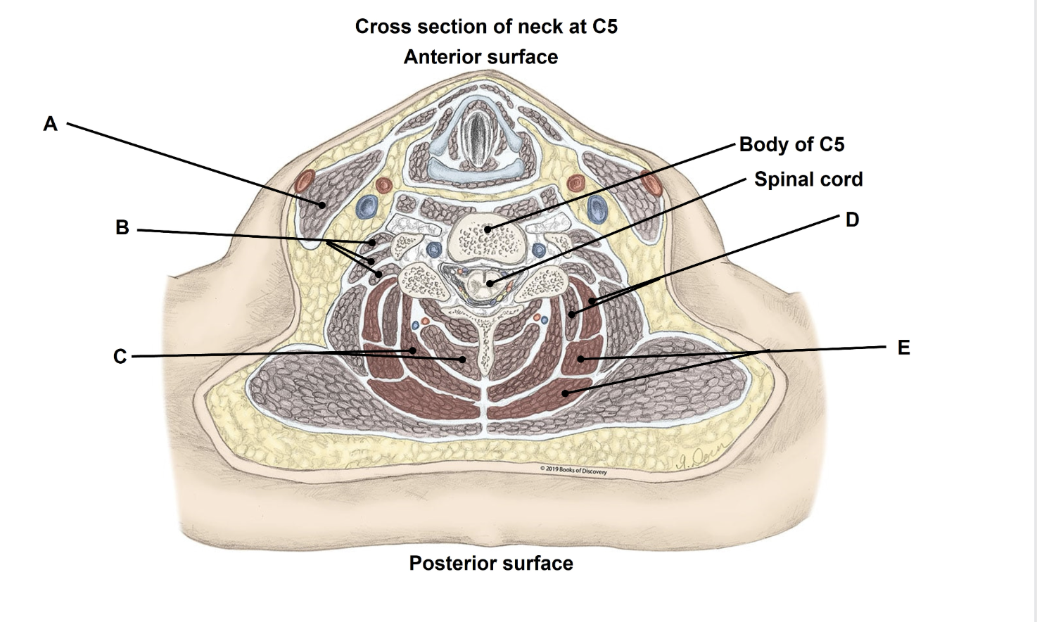 <p><span>Match the appropriate term with the landmark or structure (A-E) identified in the picture below. The picture is labelled to orient you to structures.&nbsp;</span></p>