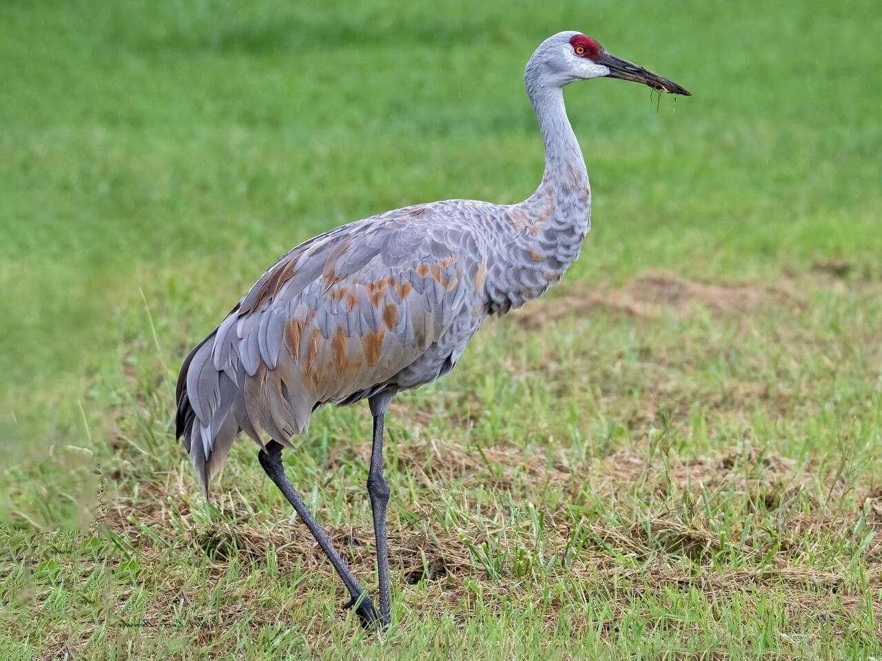 <p>Sandhill crane </p>