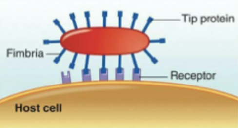 <p>Bind to fibronectin via fimbriae w/ adhesive tips, repulses negative charge on the host cell</p>