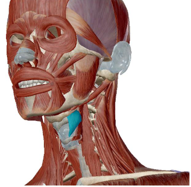 <p>what muscle is this</p>