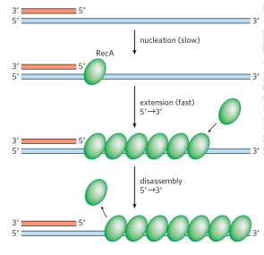 <p>the version of Rad51 in E. coli (Rad51 is in humans). Upon binding to RecA or Rad51, the 3’ overhand becomes a filament</p>