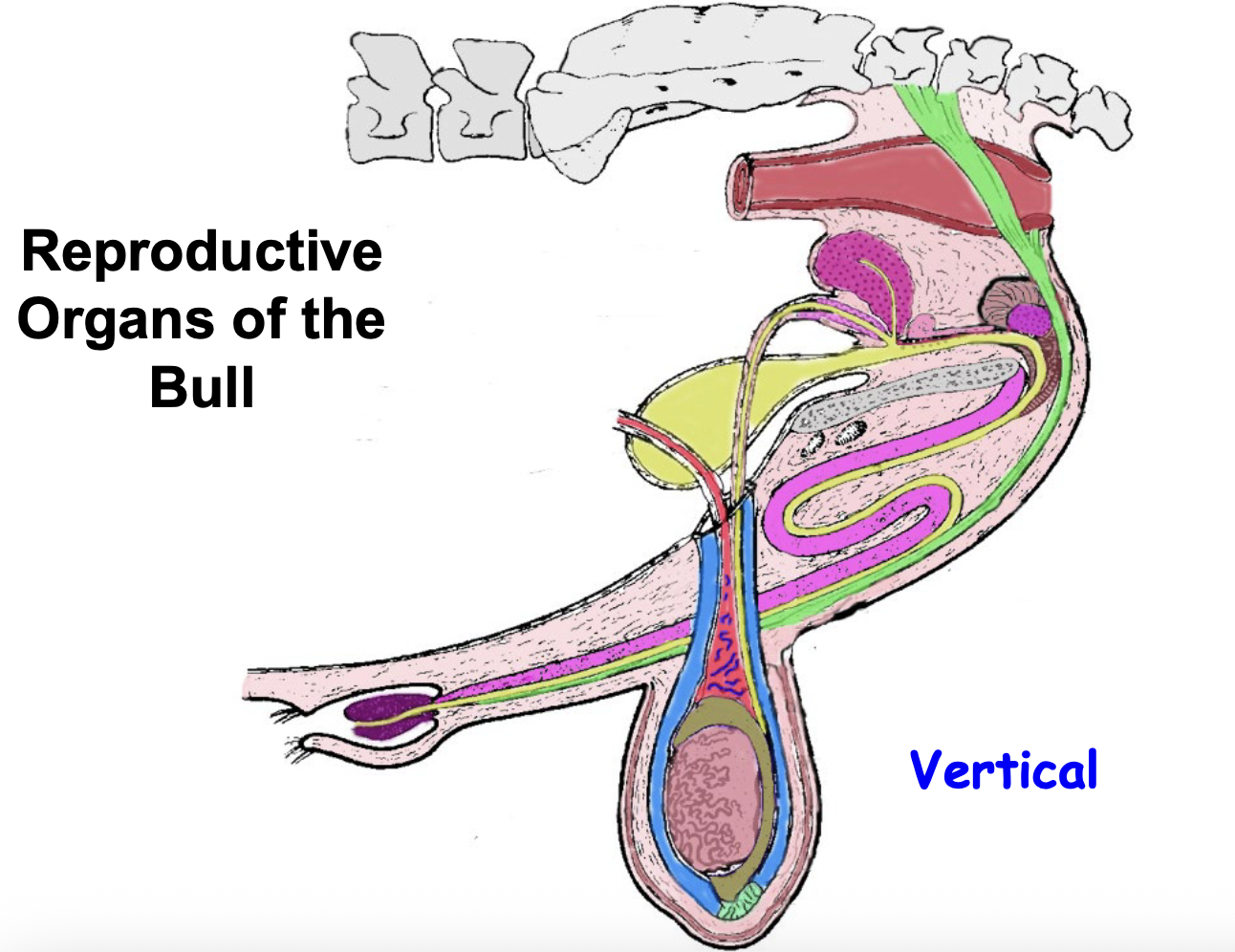 <p>What is a gubernaculum?</p>