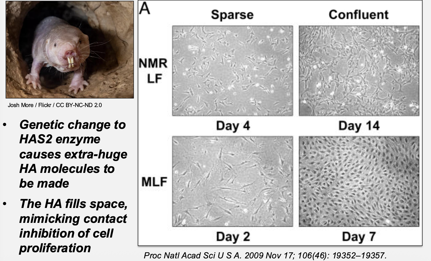 <p>Extra‑long HA mimics contact inhibition</p>