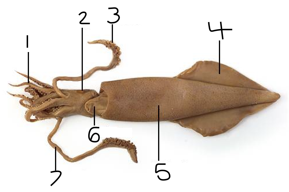 <p>What is 7? (external squid anatomy)</p>