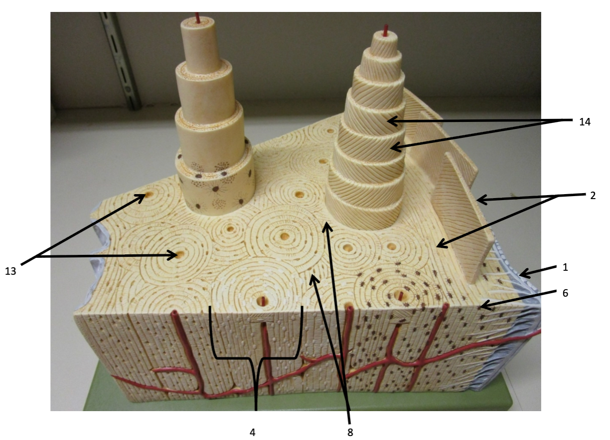 <p>6</p>