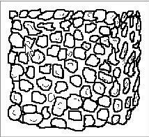 <p>Identify the structure</p>