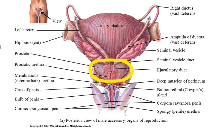 inferior to bladder and surrounds urethra.